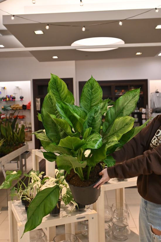 Aglaonema BJ Freeman