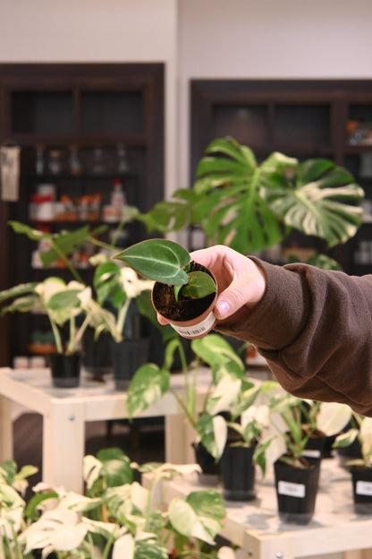 Anthurium Crystallinum