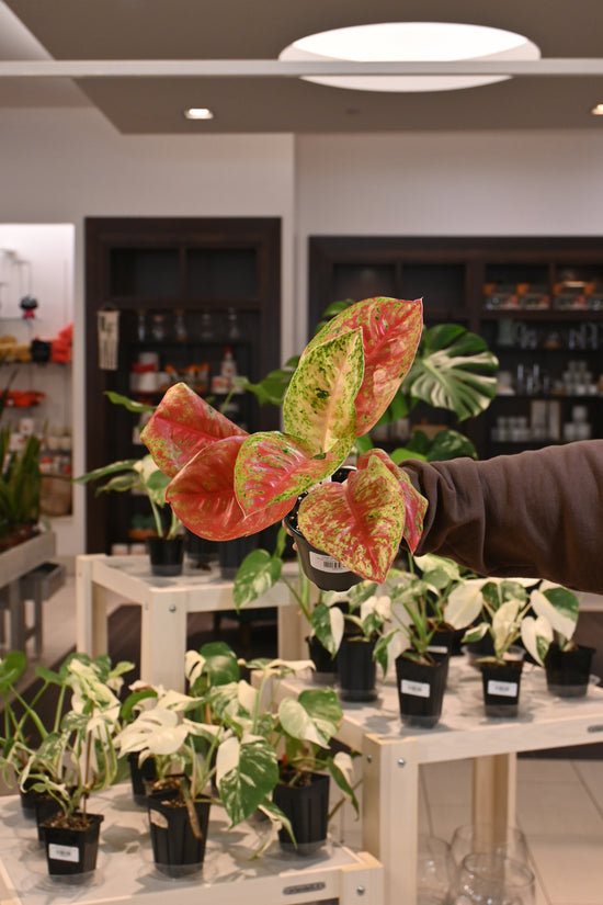 Aglaonema &