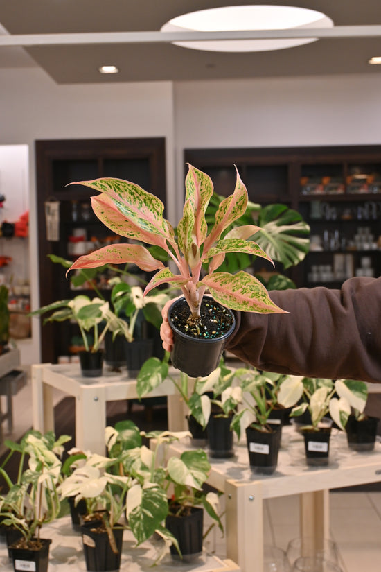 Aglaonema &