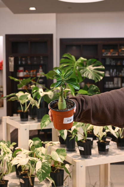 Desert Rose Bonsai