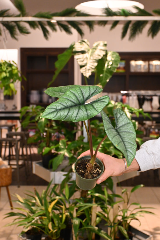 Alocasia Platinum