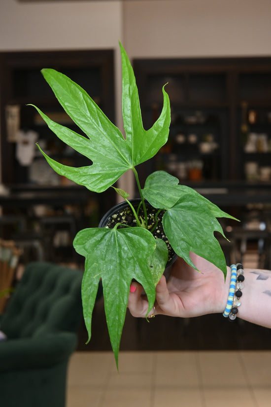 Anthurium Fingers