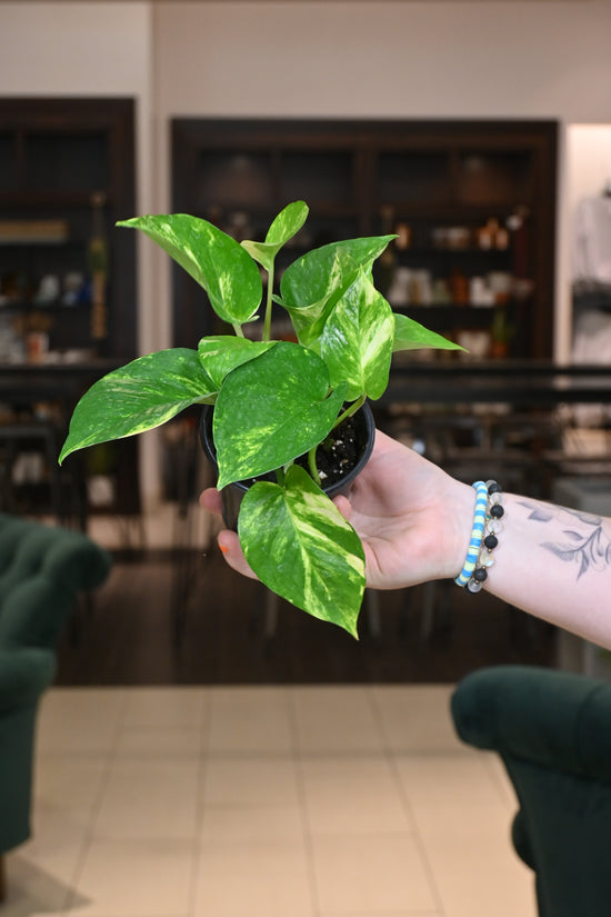 Hawaiian Pothos