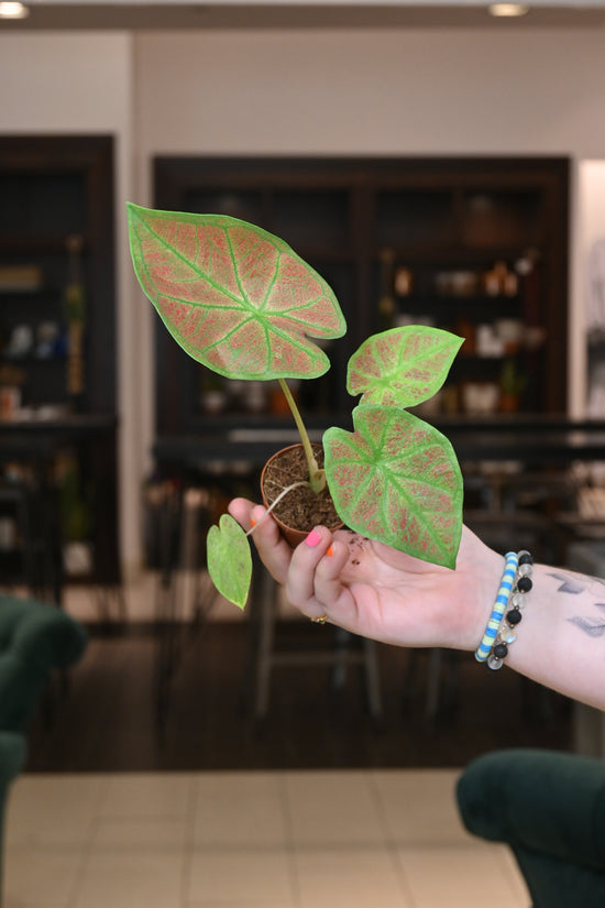 Caladium Sunshine