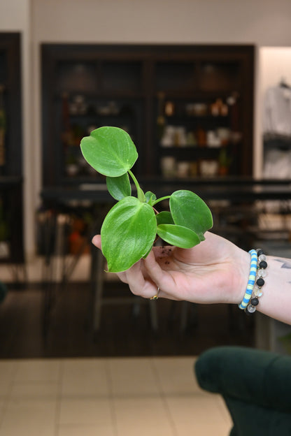 Philodendron Rugosum