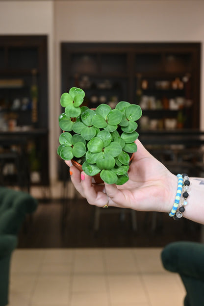 Peperomia Hope