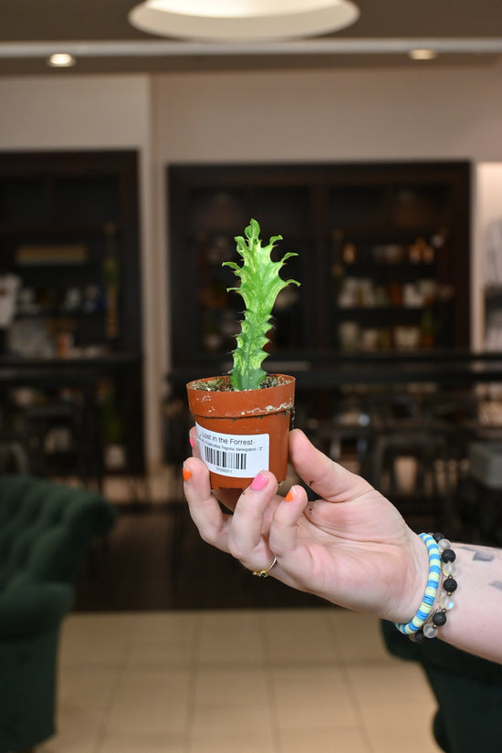 Euphorbia Trigona Variegated