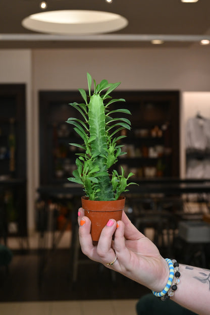 Euphorbia Trigona Green