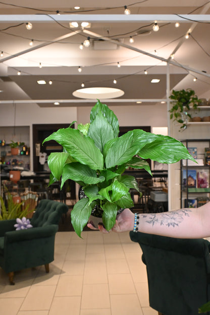 Spathiphyllum Platinum Mist