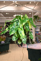 Philodendron Variegated Burle Marx