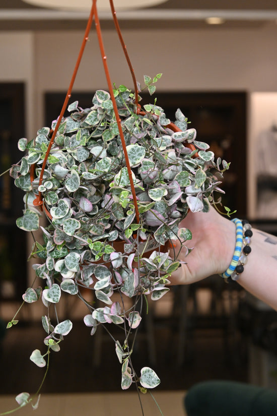 Variegated String of Hearts