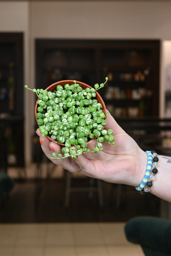 String of Pearls Variegated