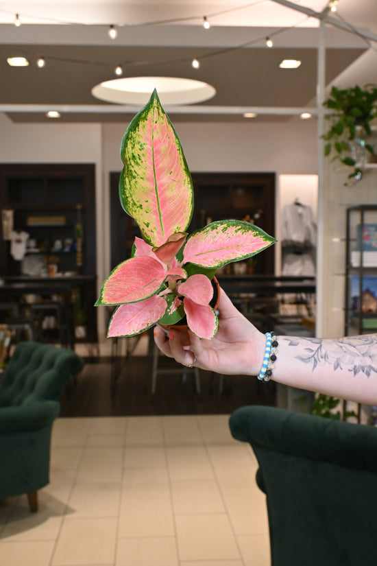 Aglaonema Pink Pearl