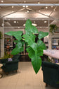 Philodendron Golden Dragon