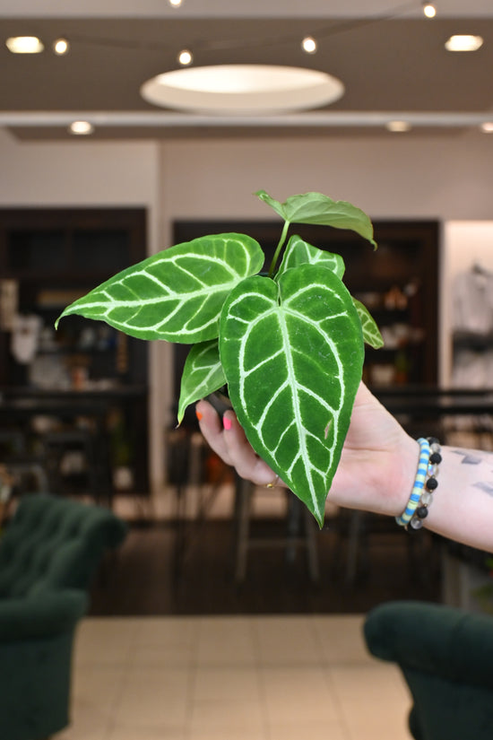 Anthurium Crystallinum x Magnificum