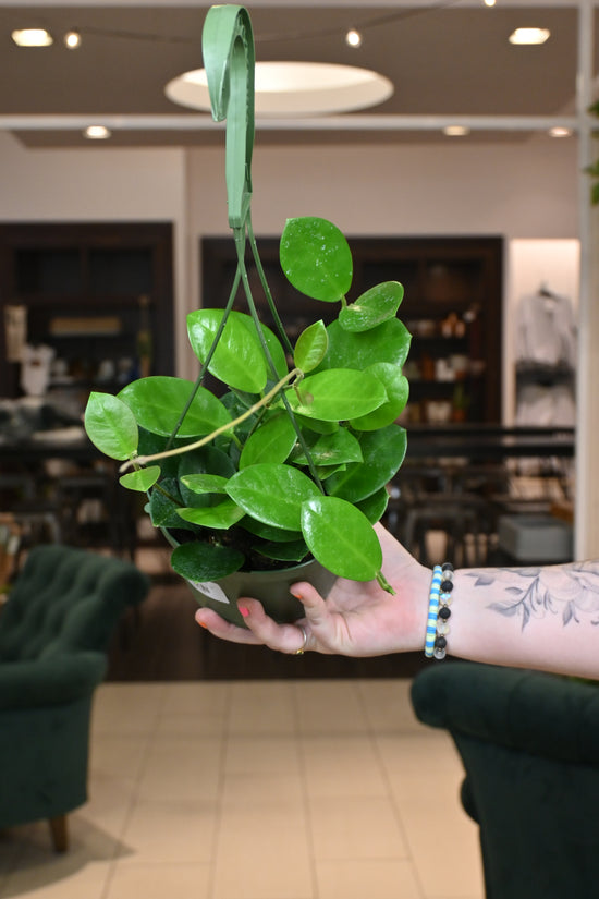 Hoya Australis