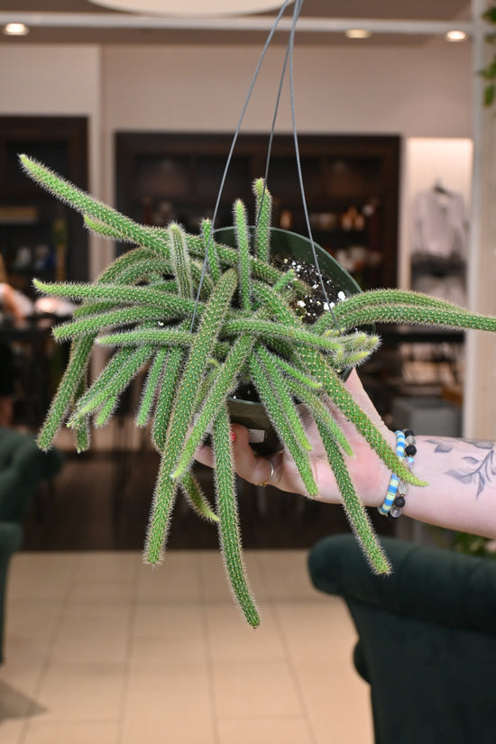 Rattail Cactus