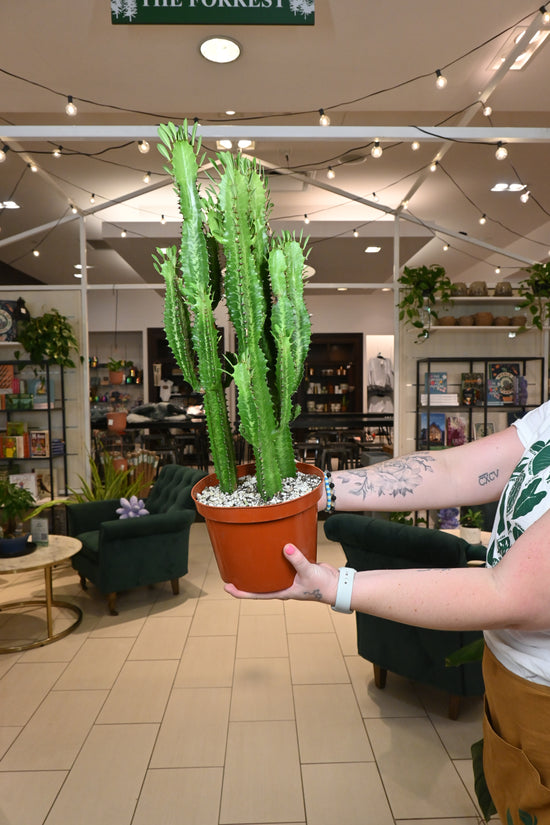 Euphorbia Trigona Green