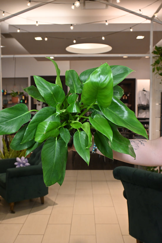 Philodendron Giganteum