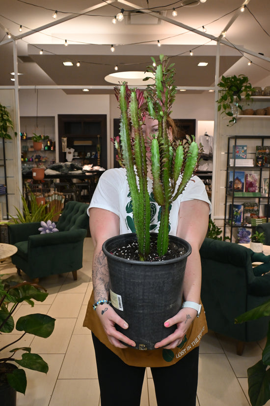 Euphorbia Trigona Rubra