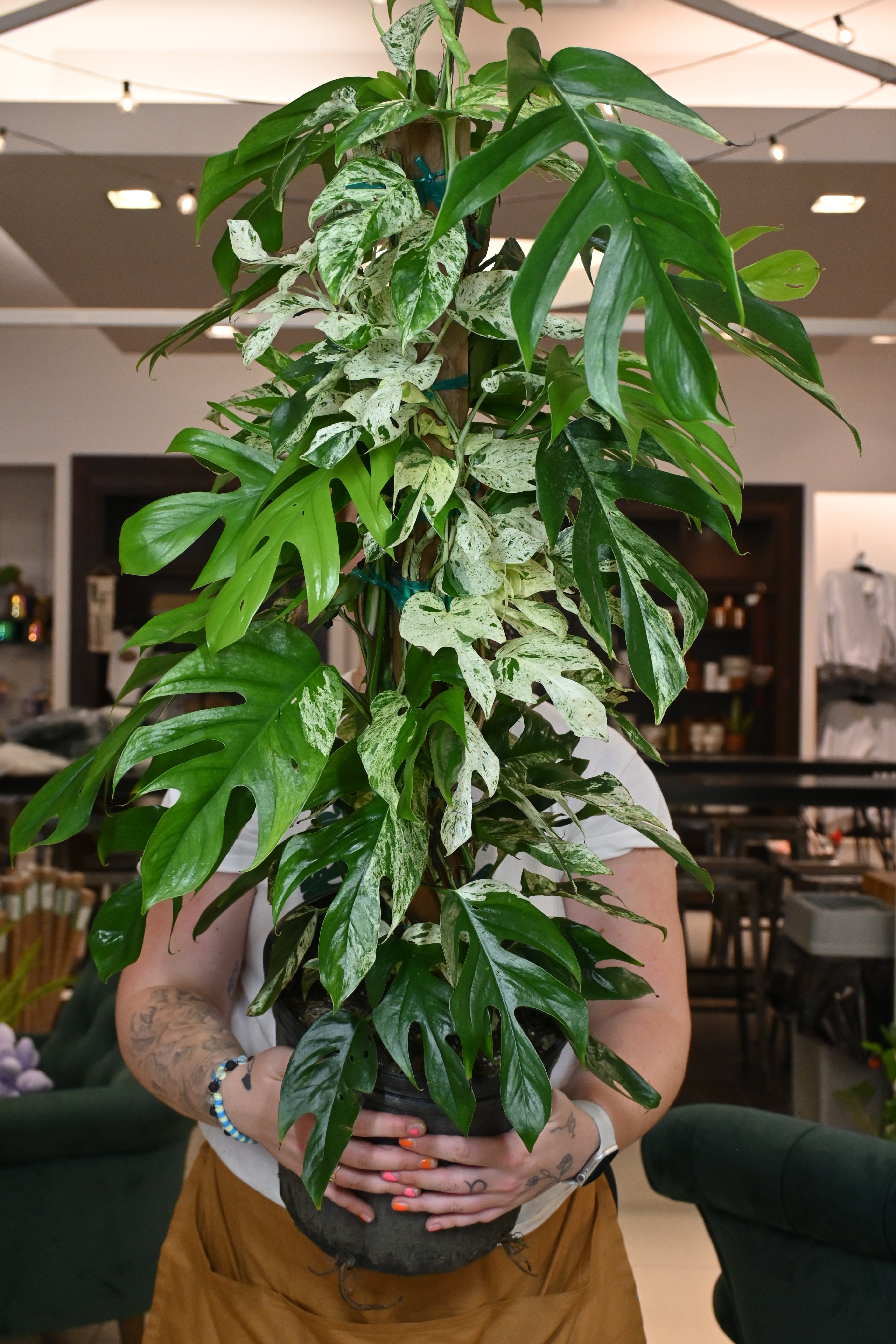 Outlets USA SELLER: Epipremnum Pinnatum Marble plant (#EP19)