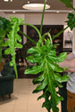 Philodendron Bob Cee Variegated