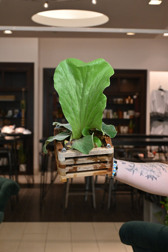 Staghorn Elephant Fern