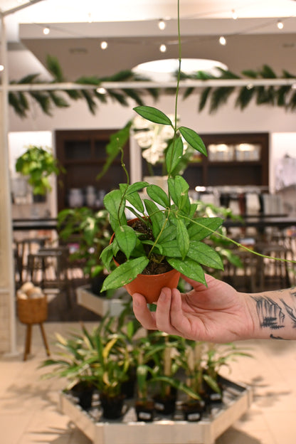 Hoya Crassipetiolata