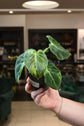 Philodendron Melanochrysum Variegated