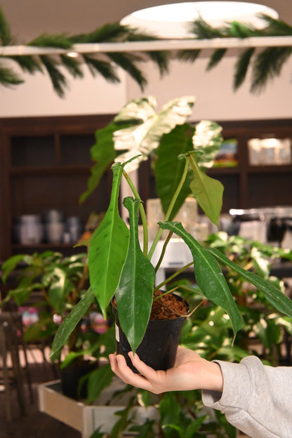 Philodendron Joepii