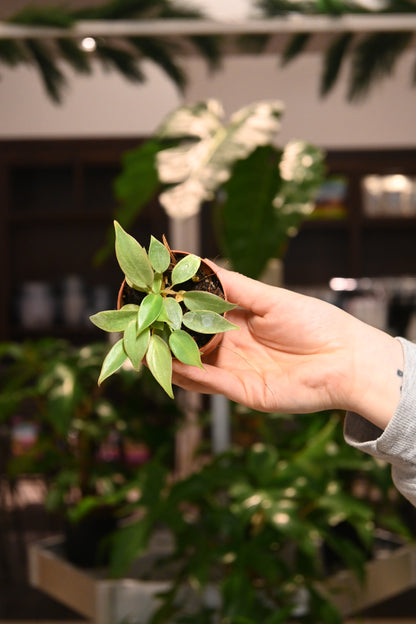 Philodendron Atabapoense