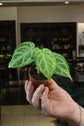 Anthurium Silver Blush