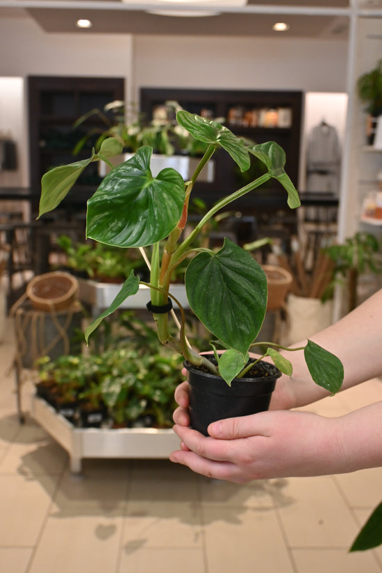 Philodendron Plowmanii