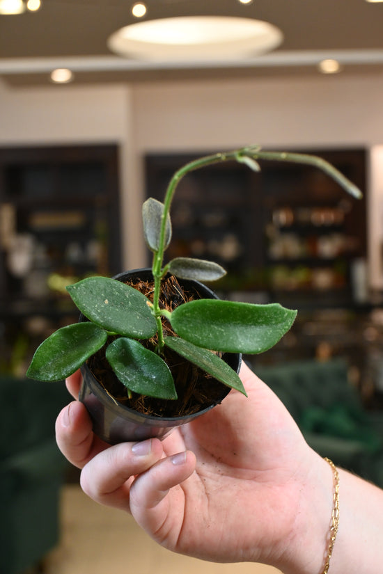 Hoya Thomsonii (white)