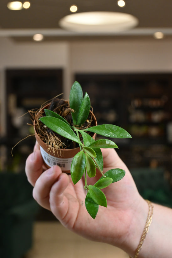 Hoya Mini Kentiana