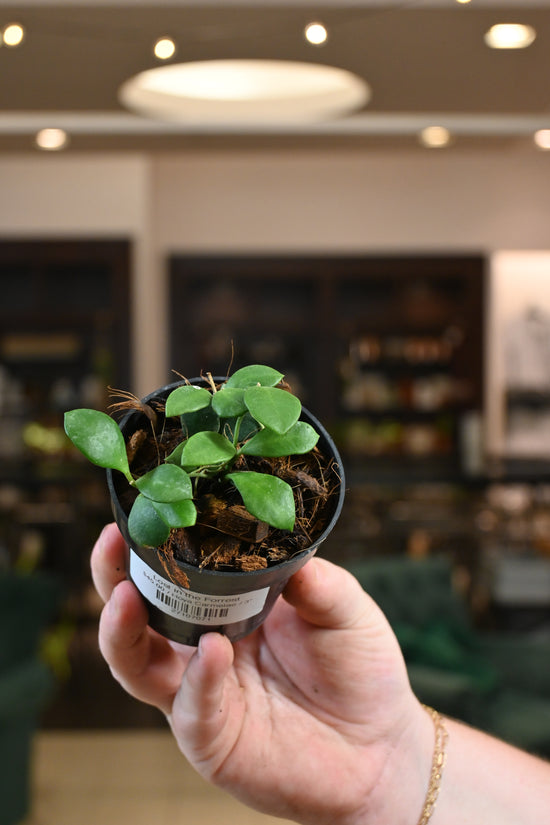 Hoya Carmelae