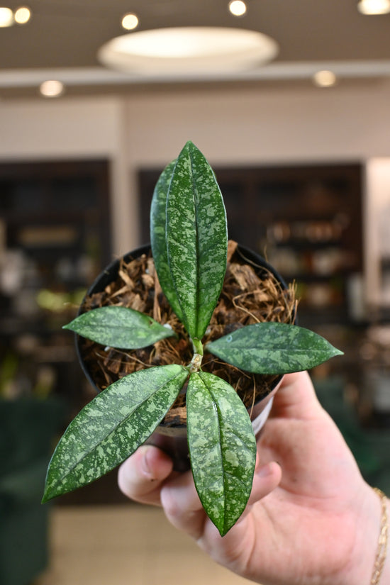 Hoya Crassipetiolata Super Splash