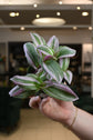 Tradescantia Nanouk