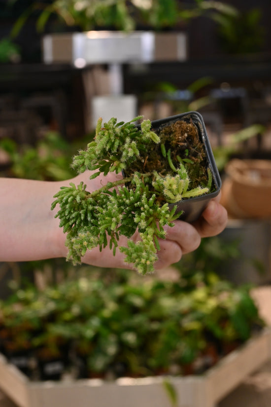 Rhipsalis Mesembryanthemoides