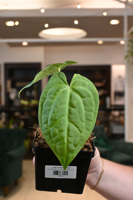 Anthurium Forgetii X Luxurians