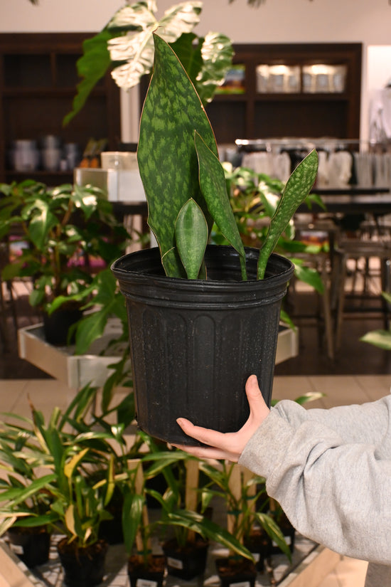 Sansevieria Whalefin