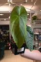 Anthurium Nigrolaminum &