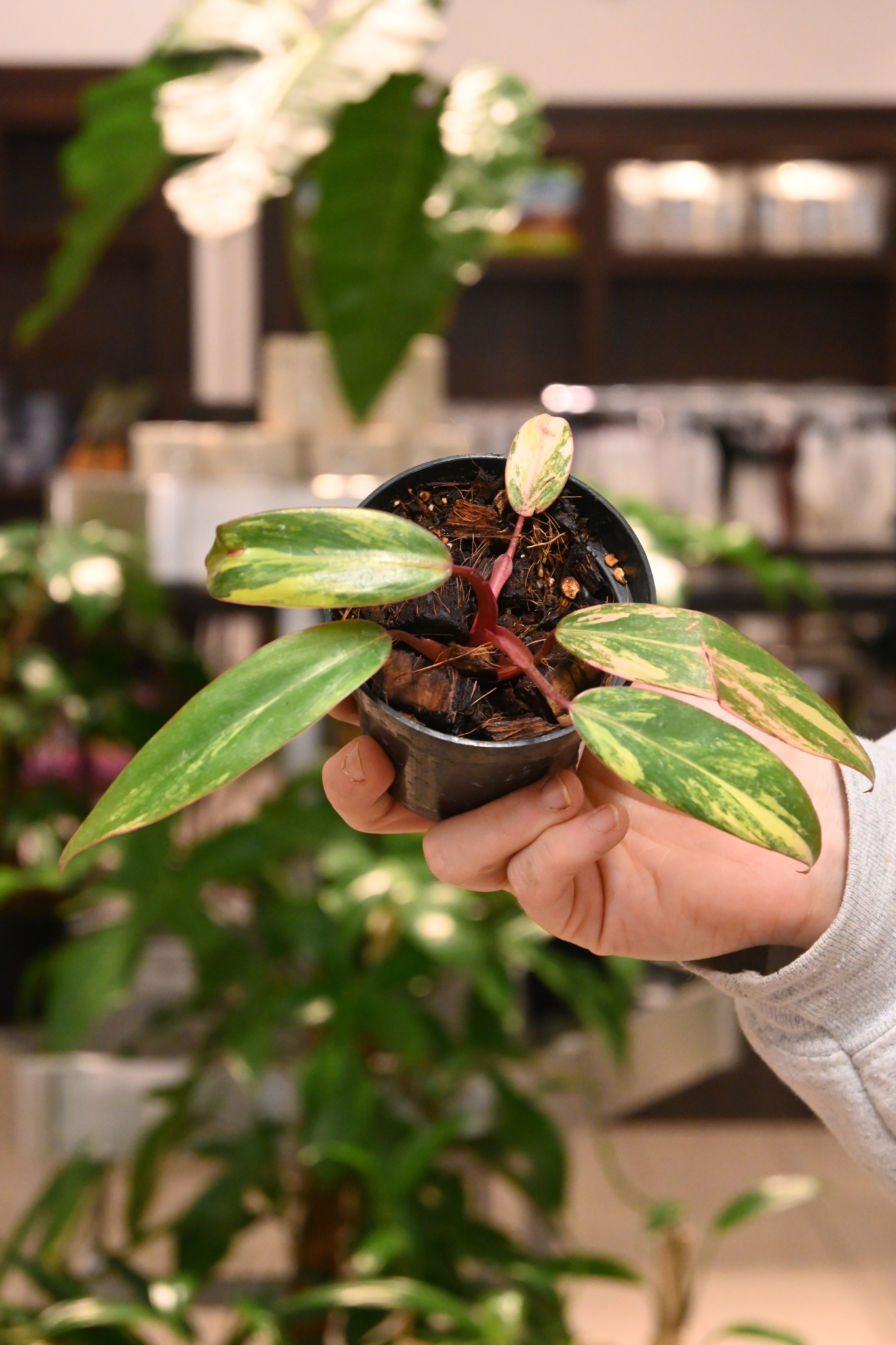 XL shops Highly Variegated Philodendron Strawberry Shake