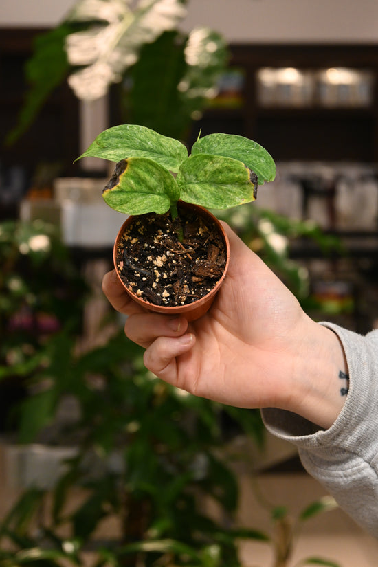 Rhaphidophora Foraminifera Variegated