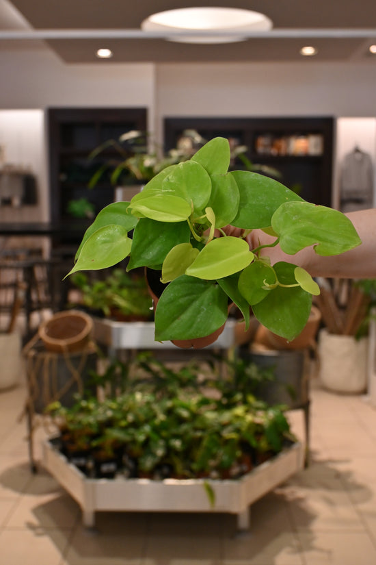 Philodendron Lemon Lime