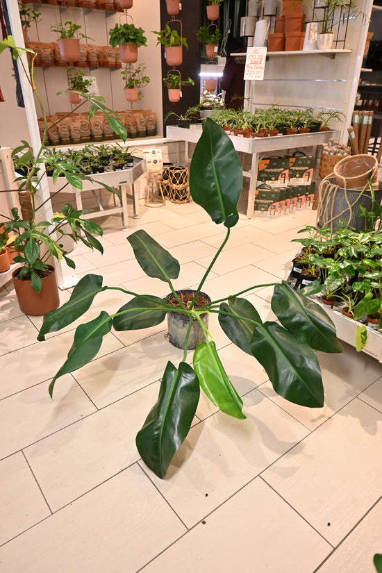 Philodendron Renauxii *No Shipping*