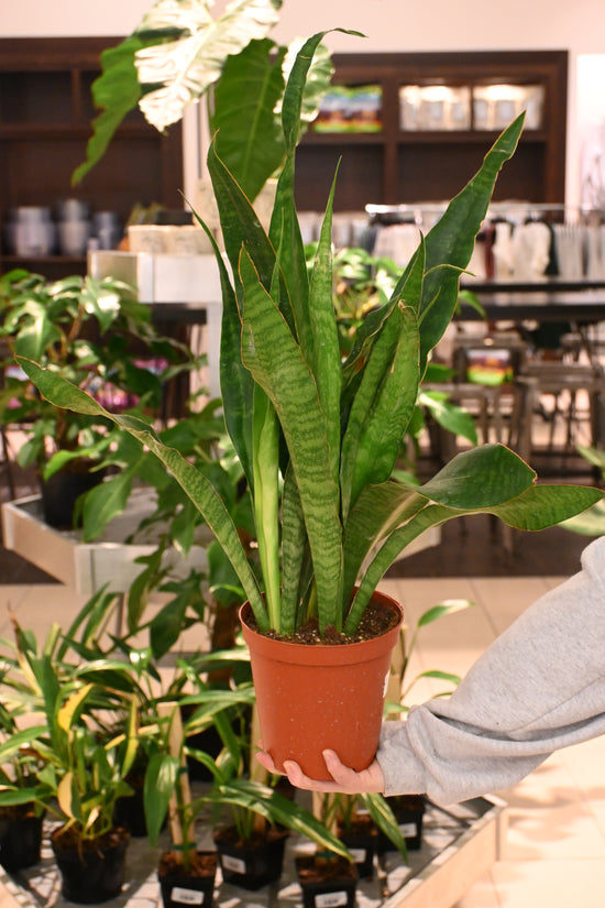 Sansevieria Jaboa