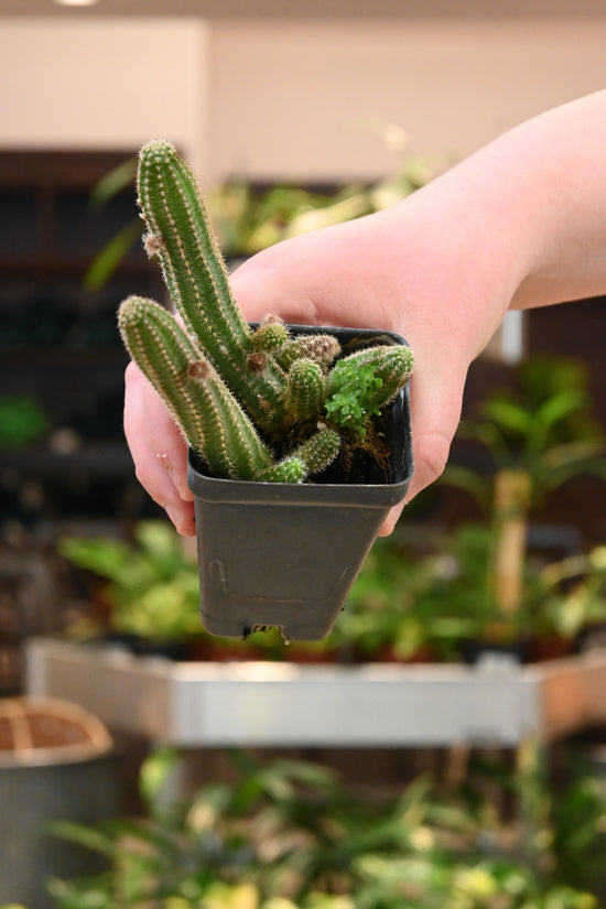 Purple Peanut Cactus