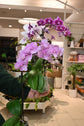 Phalaenopsis Orchid